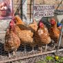 5 laying chickens, coop and run Image 5