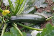(M) Marrow Darko H seeds (5s) (124886)
