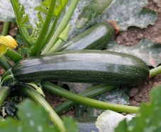(M) Marrow Darko H seeds (5s) (124886)