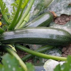 (M) Marrow Darko H seeds (5s) (124886)