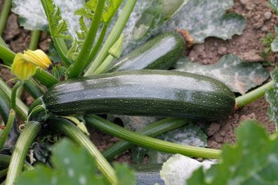 (M) Marrow Darko H seeds (5s) (124886)