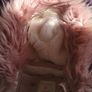 girls coat age 10-11yrs Image 5