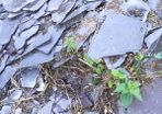 Broken Slate (Free to a Good Home)