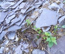 Broken Slate (Free to a Good Home)
