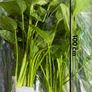 Aquarium Plants Echinodorus Gigant 80-120 cm Image 6