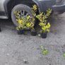 Cherry Laurel in 3 litre pot 3ft 5 euro Image 4
