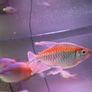 fish tank Image 5