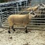 Livestock Image 5
