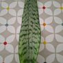 Snake plant Image 2