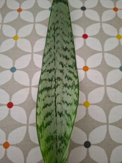 Snake plant