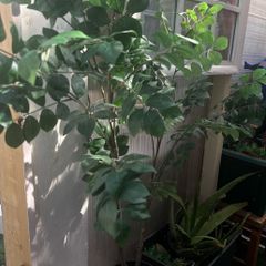 faux plant