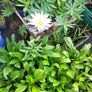 plants Image 4