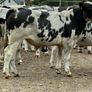 15 Belgium blue store bullocks for sale Image 7