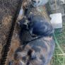 Three pigs, one kune kune boar and two sows Image 2