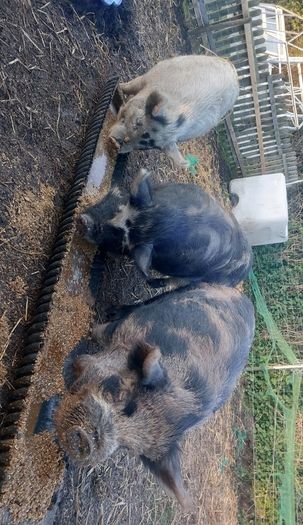Three pigs, one kune kune boar and two sows