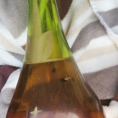 vase