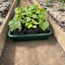 Garden Image 4