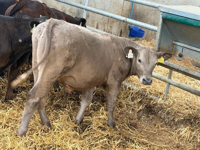 10 Charolais and Limousin Weanlings