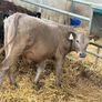 10 Charolais and Limousin Weanlings Image 10