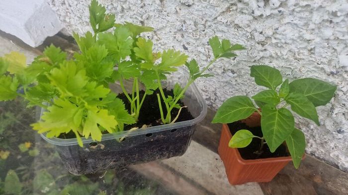 peppers and celery
