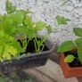peppers and celery Image 3