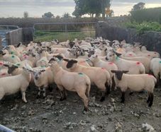 Store lambs for sale
