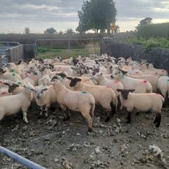Store lambs for sale