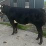 In Calf Heifers Oct 31st Ballinasloe Mart Image 3