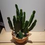 Euphorbia planter Image 2