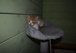 kitten