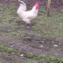 Roosters Image 2