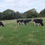 8 Pedigree registered Incalf Heifers Image 7