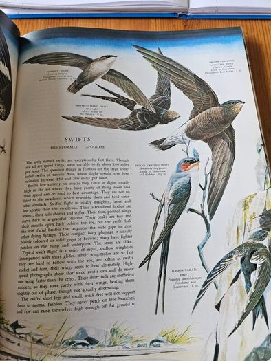 Birds Of The World. By Oliver L. Austin Jr. Illustrated By Arthur Singer. Forwarded By Sir Peter Scott. 1968 Large Volume Hardback With Dustjacket In Good Condition.