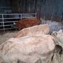 6 Heifer weanlings Image 3
