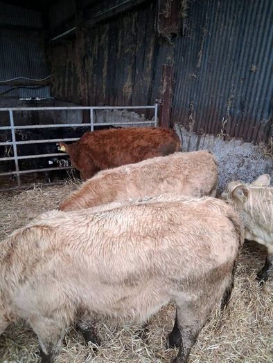 6 Heifer weanlings
