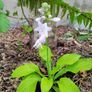 All Plants 5 Euro including rare varieties Image 7