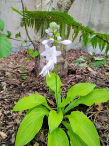Hosta Lime White