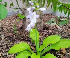 Hosta Lime White
