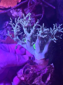 Sinularia leather coral