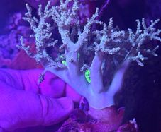 Sinularia leather coral