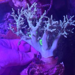Sinularia leather coral