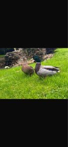 Call ducks pigeons mandarin bantam ferrets