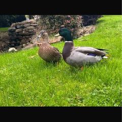 Call ducks pigeons mandarin bantam ferrets