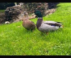 Call ducks pigeons mandarin bantam ferrets