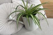 spider plant in watering can