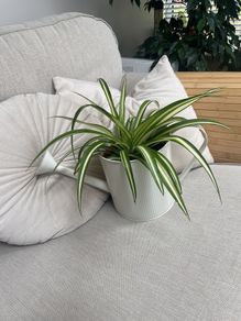 spider plant in watering can