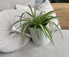 spider plant in watering can