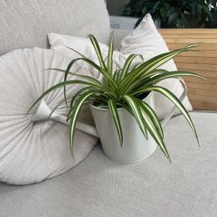 spider plant in watering can