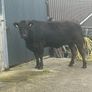 In Calf Heifers Oct 10th Ballinasloe Mart Image 7