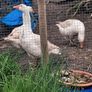 Pair of geese. Image 4
